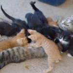 FBAR_cat_with_lots_of_kittens
