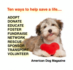 10 ways to save a life  adopt donate