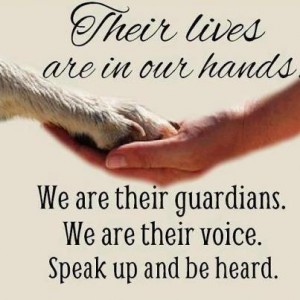 Animals  WE ARE THEIR VOICE