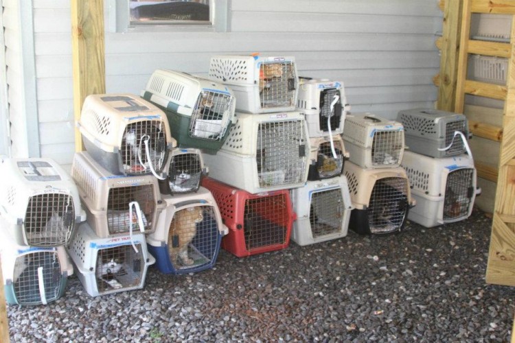 clinics-for-feral-and-domestic-cats-project-petsproject-pets