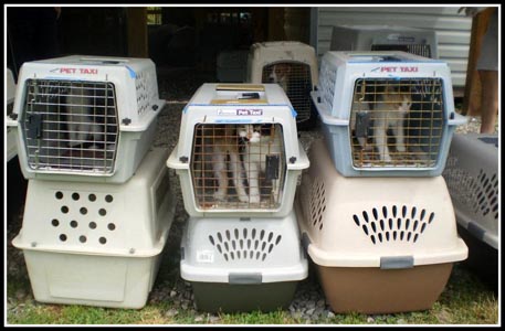 Clinics for feral and domestic cats