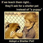 FBAR_Shelter_pet_not_puppy