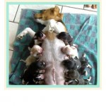 FBAR_mama_nursing_lots_of_pups
