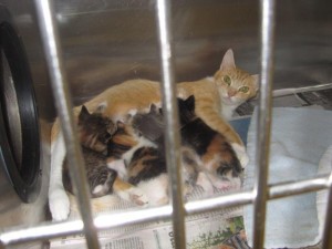 Momma cat and kittens in Pound