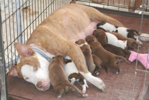 Nursing MOM 9 pups    in shelter