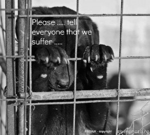 Shelters Tell people that we suffer