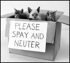 please spay and neuter kittens in box
