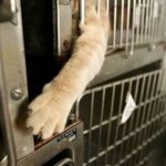 sheltercat__in_cage