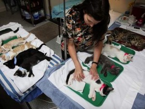 spayed cats in clinic  Sonoma