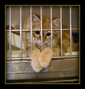 SR Cat in cage