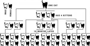 cat population chart   one cat has 4 kittens and they each have 4 more